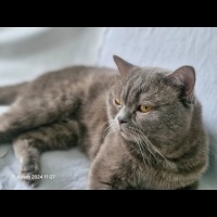 British Shorthair, Kedi  Köpük fotoğrafı