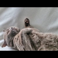 British Shorthair, Kedi  Köpük fotoğrafı