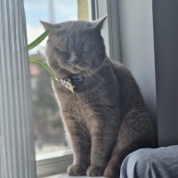 British Shorthair, Kedi  Köpük fotoğrafı
