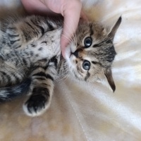 Tekir Kedi, Kedi  Tiger fotoğrafı