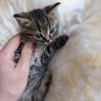 Tekir Kedi, Kedi  Tiger fotoğrafı