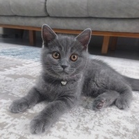 British Shorthair, Kedi  British shorthair fotoğrafı