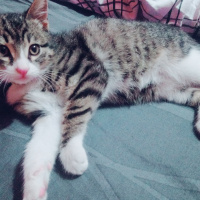 Tekir Kedi, Kedi  Lusy  fotoğrafı