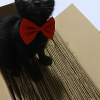 Tekir Kedi, Kedi  Nohut fotoğrafı