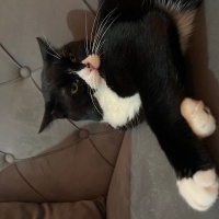 Tekir Kedi, Kedi  Mars fotoğrafı