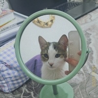 Tekir Kedi, Kedi  Dobi fotoğrafı