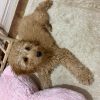 Poodle(Standart Kaniş), Köpek  Gofret fotoğrafı