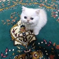 British Longhair, Kedi  Nurten fotoğrafı