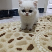 British Longhair, Kedi  Nurten fotoğrafı