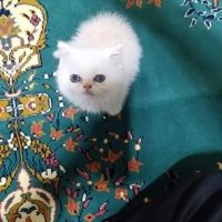British Longhair, Kedi  Nurten fotoğrafı
