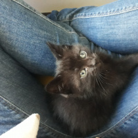 Soke, Kedi  Gece fotoğrafı