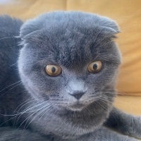 Scottish Fold, Kedi  Gofret fotoğrafı