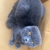 Scottish Fold, Kedi  Gofret fotoğrafı