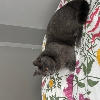 British Longhair, Kedi  Çakır fotoğrafı