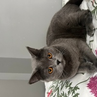 British Longhair, Kedi  Çakır fotoğrafı