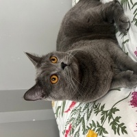 British Longhair, Kedi  Çakır fotoğrafı