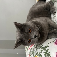 British Longhair, Kedi  Çakır fotoğrafı
