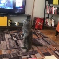 Scottish Fold, Kedi  Ateş fotoğrafı