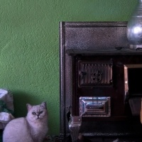 British Shorthair, Kedi  Turquase S. Latte fotoğrafı