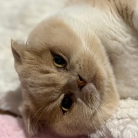 Scottish Fold, Kedi  RÜZGAR fotoğrafı