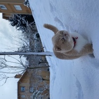 Scottish Fold, Kedi  RÜZGAR fotoğrafı