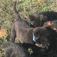 Labrador Retriever, Köpek  Buddy fotoğrafı