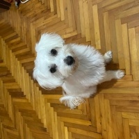 Maltese, Köpek  Leydi fotoğrafı