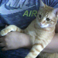 Tekir Kedi, Kedi  güneş cesur fotoğrafı