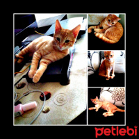 Tekir Kedi, Kedi  güneş cesur fotoğrafı
