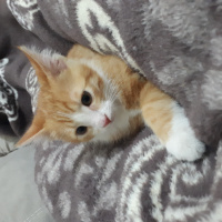 Tekir Kedi, Kedi  Pikaçu fotoğrafı