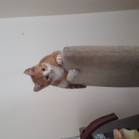 Tekir Kedi, Kedi  Pikaçu fotoğrafı