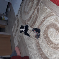 Sokö (Sokak Köpeği), Köpek  Bella fotoğrafı