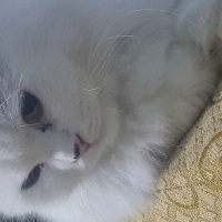 Brazilian Shorthair, Kedi  Hera fotoğrafı