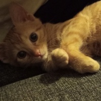 Sarman, Kedi  Tarçın fotoğrafı