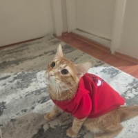 Tekir Kedi, Kedi  Chivas fotoğrafı