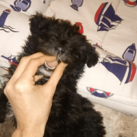 Maltese, Köpek  Gece fotoğrafı