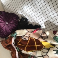 Tekir Kedi, Kedi  Oscar fotoğrafı