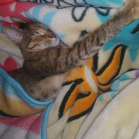 Tekir Kedi, Kedi  HERA fotoğrafı
