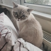 British Longhair, Kedi  Şukufe fotoğrafı