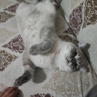 British Longhair, Kedi  Şukufe fotoğrafı