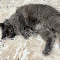 British Shorthair, Kedi  Mia fotoğrafı