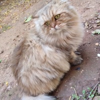 British Longhair, Kedi  CEVİZ fotoğrafı
