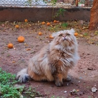 British Longhair, Kedi  CEVİZ fotoğrafı