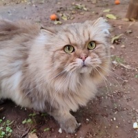 British Longhair, Kedi  CEVİZ fotoğrafı
