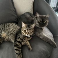 British Shorthair, Kedi  Lily fotoğrafı