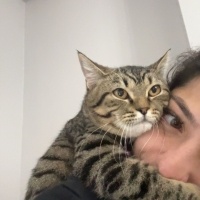 Tekir Kedi, Kedi  Toffee fotoğrafı