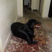 Rottweiler, Köpek  angel fotoğrafı