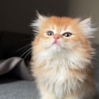 British Longhair, Kedi  Timbu fotoğrafı