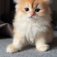 British Longhair, Kedi  Timbu fotoğrafı