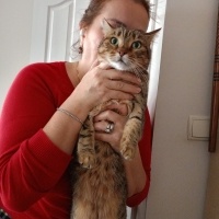 Tekir Kedi, Kedi  Yosma fotoğrafı